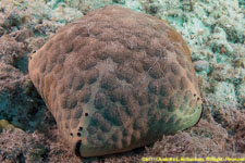 cushion star